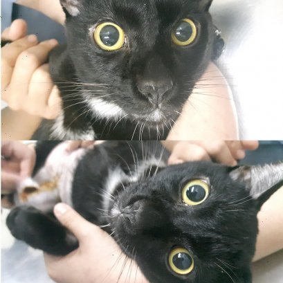 บี้เกิ้ลท้องโย้แต่คลอดไม่ออก คุณหมอช่วยด้วยข้อมูลสัตว์ป่วย “คิตตี้”เป็นแม่แมวร่างน้อย สายพันธุ์ British Shorthair เพศเมีย อายุ 1 ปี เข้ารับการรักษาที่โรงพยาบาลสัตว์ไอเว็ทด้วยอาการคลอดลำบาก โดยเจ้าของสังเกตพบว่าภายหลังจากน้องคิตตี้มีน้ำคร่ำไหลออกทางอวัยวะเ